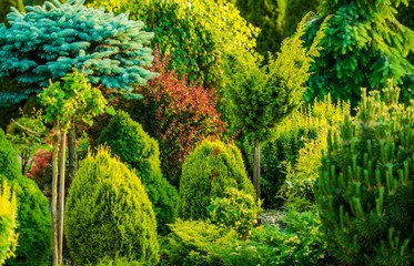 Fototapeta premium Beautiful Garden Closeup
