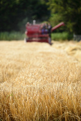 Harvesting of barley by combine which is out of focus