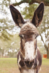 Donkey standing facing camera listening paying attention ears forward in field pasture paddock