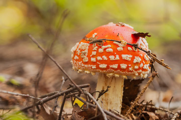 Beautiful but very poisonous mushroom Amanita.
