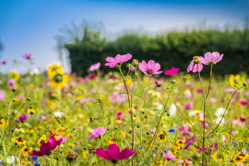 Obraz na płótnie Canvas Blumenfeld - Colorful flower field