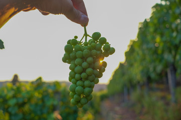 Weintrauben im Weinberg