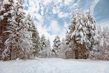 Winter forest landscape