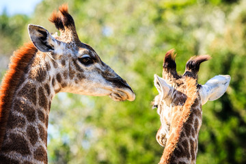 A beautiful portrait of two giraffes on savana background