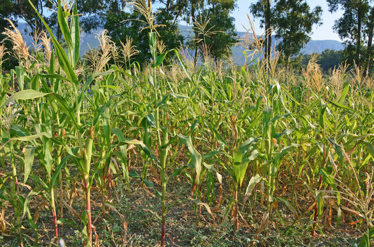 Corns on farm