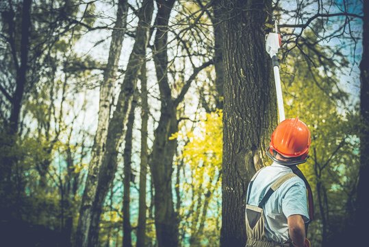 Unhealthy Tree Branches Cut