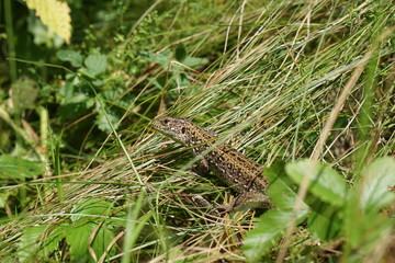 Green lizard in the grass among the burnt straw
