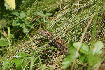 Green lizard in the grass among the burnt straw