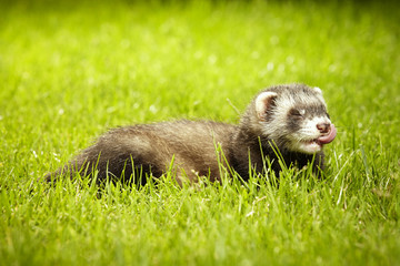 Smiling ferret baby posing on garden lawn