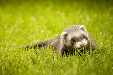 Ferret on garden lawn