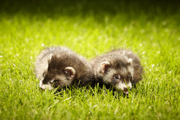 Two ferrets posing on garden lawn