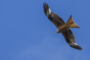 Rotmilan im Flug