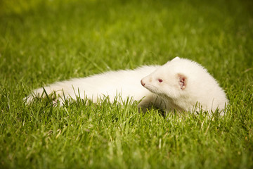Two months old albino ferret baby 