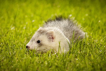 Pretty ferret baby on garden lawn