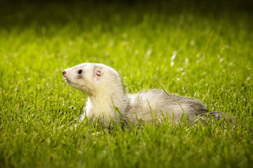 Ferret baby beauty posing on garden lawn