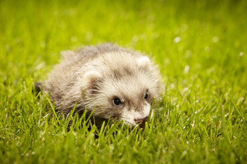 Ferret baby in nice summer day