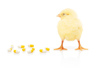Small yellow chicken near pile of yellow and white capsules
