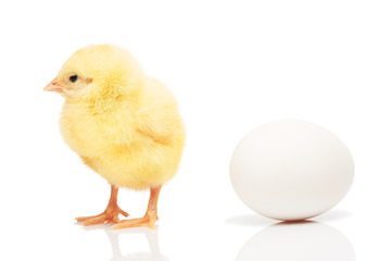 Small yellow chicken near white chicken egg
