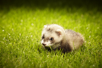 Ferret baby enjoying summer day