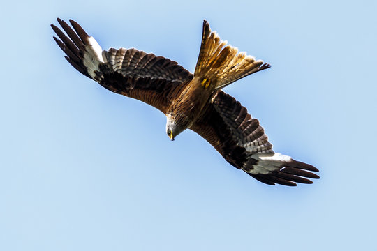 Rotmilan im Flug