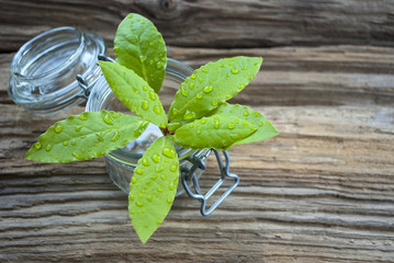 Frische Lorbeerblätter, Zweig - Laurus nobilis - im Vorratsglas auf altem Holz / Treibholz...