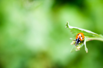 Ladybug