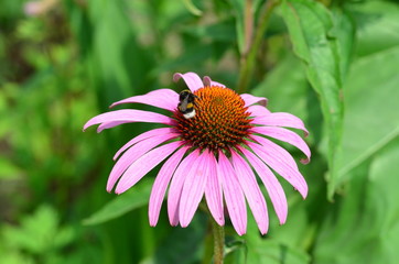 Sonnenhut mit dunkler Erdhummel