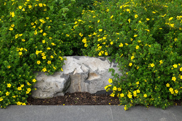 Stone bench being overgrown by potentilla, yellow flowering shrub
 - obrazy, fototapety, plakaty