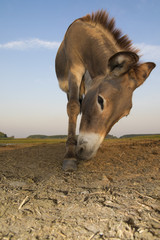 Portrait of  donkey on the  meadow
