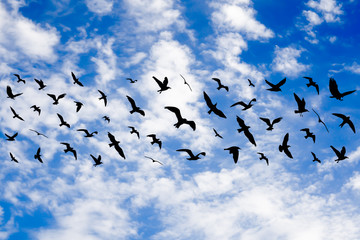 Flying birds on cloudy blue sky background