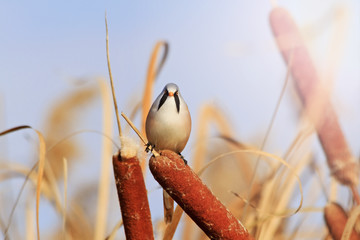 angry bird with a mustache  sunny hotspot