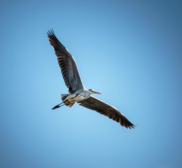 Grey heron in flight