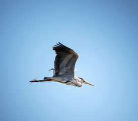 Grey heron in flight