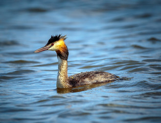 Great crested grebe swimming