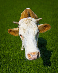 Naklejka na ściany i meble Funny cow on meadow - a close-up portrait