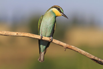 young european bee eater