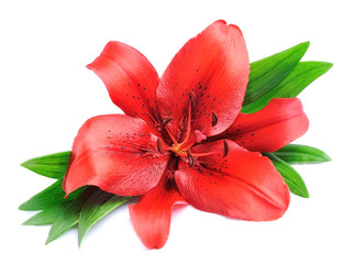 Lilly flower with leaves