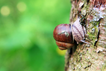 улитка ползет по коре дерева