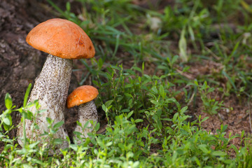 Mushroom orange-cap boletus