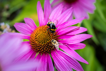 Be and Bumble on Flower Pollinating