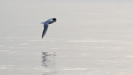 Fototapeta na wymiar Seagull in flight low above water