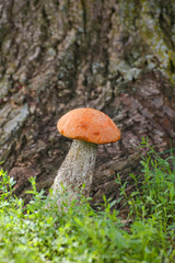 Mushroom orange-cap boletus