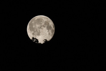 Fototapeta na wymiar Full moon rising above the tree line background