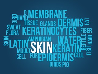 skin