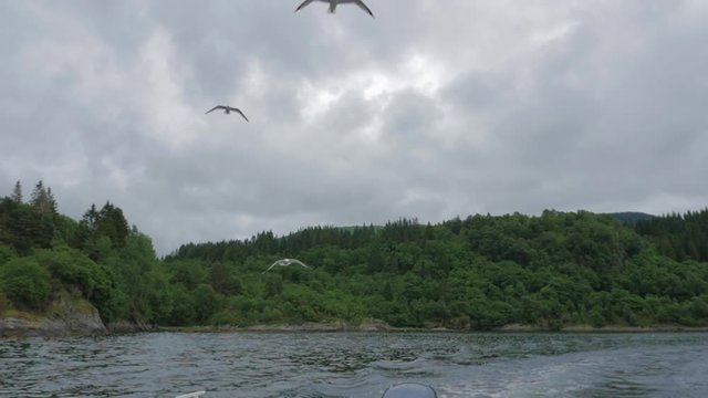 gulls flying behind a boat in norway in slow motion