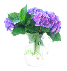 blue and violet hortensia flowers