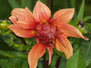 Obraz premium Kaktusdahlie