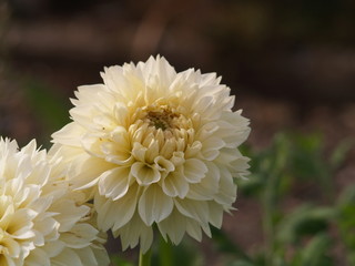 Dahlie, Blume, Sommer, Bonbondahlie, Natur, Pflanze, Sommer,