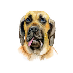 Obraz premium Watercolor closeup portrait of Brazilian Mastiff breed dog isolated on white background. Shorthair large brown guardian dog showing tongue. Hand drawn sweet home pet. Greeting card design. Clip art