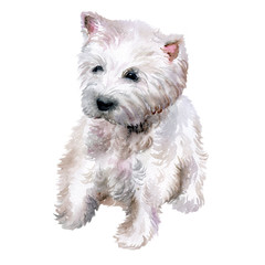 Watercolor closeup portrait of West Highland White Terrier breed dog isolated on pink background. Scotland small white coated Westie dog. Hand drawn home pet. Greeting birthday card design. Clip art